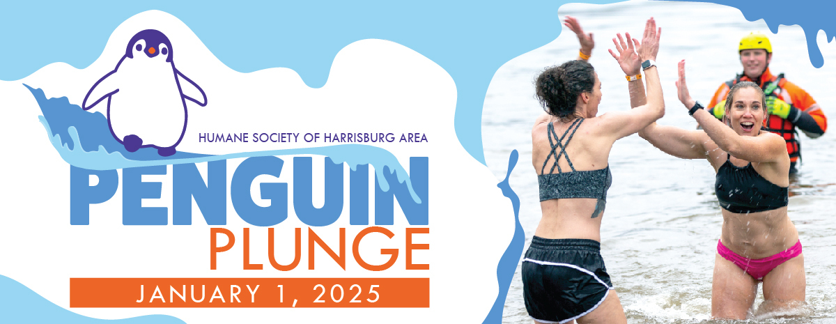 Penguin Plunge 2025